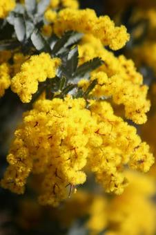 カラノラ 風景,春,背景の写真素材