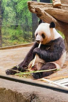 ジャイアントパンダ ジャイアントパンダの写真