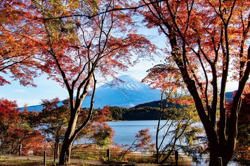 紅葉と富士山 紅葉と富士山 河口湖,紅葉,富士山の写真素材
