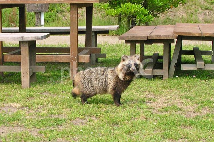 たぬき たぬき,狸,野生の写真素材