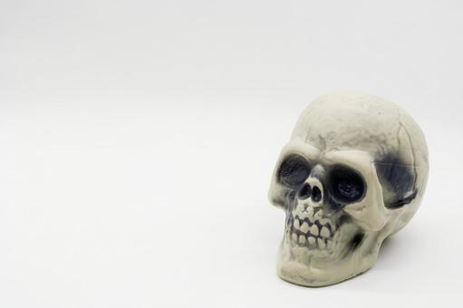 Photo, bone, bones, skull, 
