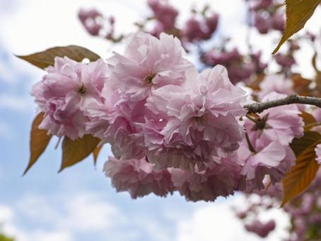 ピンク色の八重桜の写真