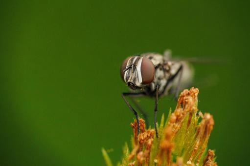 コセンダングサの蜜を吸う蠅 コセンダングサの蜜を吸う蠅の写真