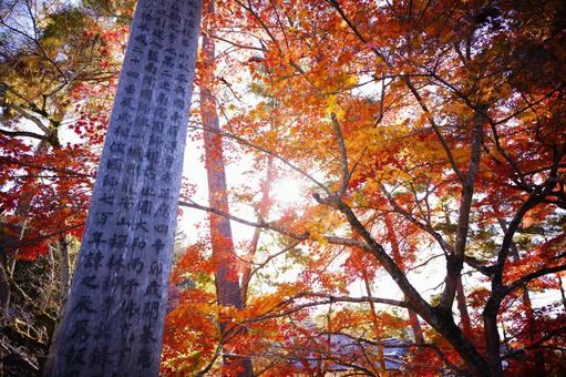 木漏れ日を浴びる紅葉 木漏れ日を浴びる紅葉 紅葉,秋,11月の写真素材