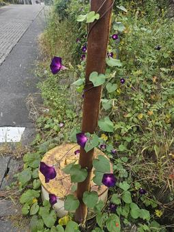 朝顔 朝顔の写真