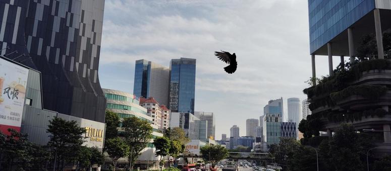 シンガポールのビル群と鳥 シンガポールのビル群と鳥の写真