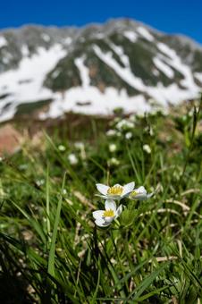 立山に咲くハクサンイチゲ 立山に咲くハクサンイチゲの写真