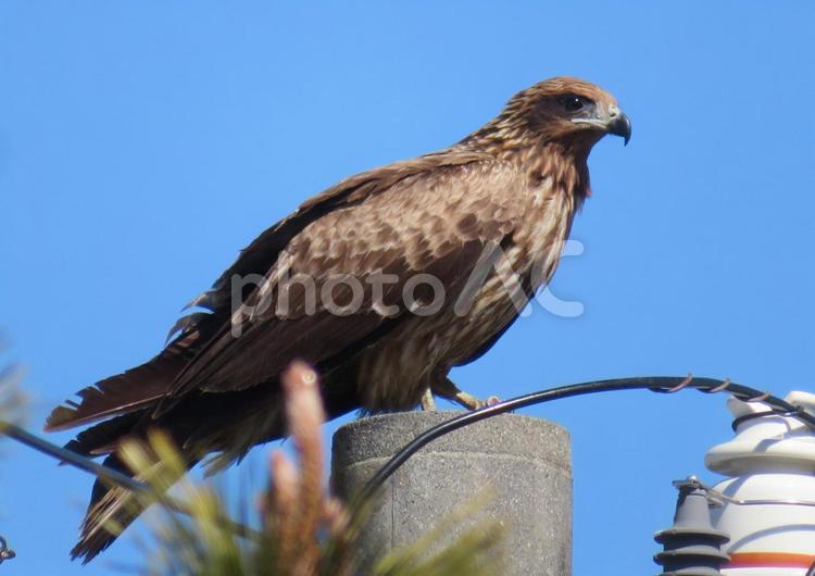 電柱にとまっているトビ トビ,トンビ,鳥の写真素材