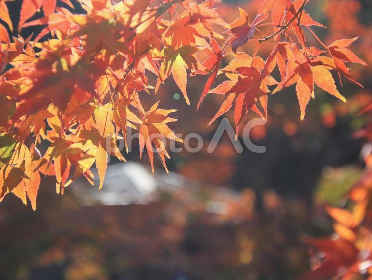陽射しで透過するもみじの葉 もみじ,秋,晩秋の写真素材