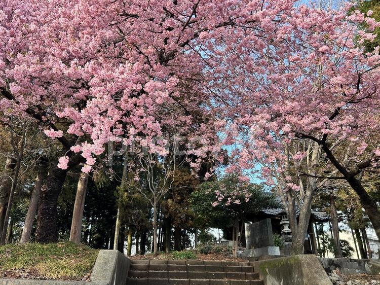 前橋市　熊野神社の河津桜 河津桜,群馬の名所,前橋市の写真素材