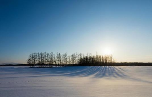 雪原に影を映す林 雪原に影を映す林 太陽,林,影の写真素材