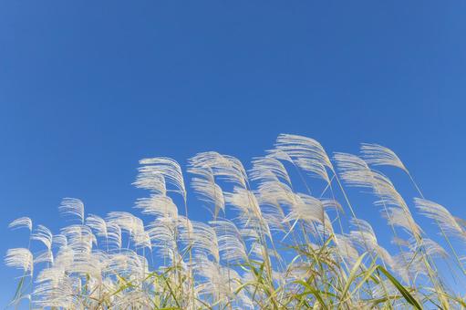 ススキと青空。秋の自然風景イメージ ススキと青空。秋の自然風景イメージ すすき,秋,青空の写真素材