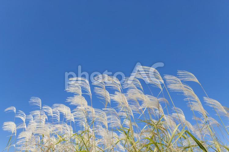 ススキと青空。秋の自然風景イメージ すすき,秋,青空の写真素材