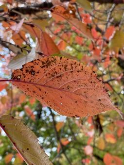 紅葉 紅葉の写真