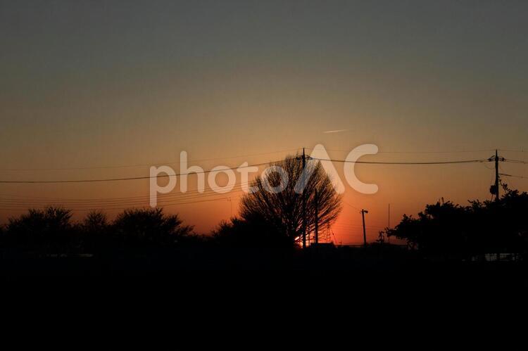 夕暮れ 植物,木,樹木の写真素材