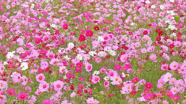 コスモス畑 コスモス,秋桜,秋の写真素材