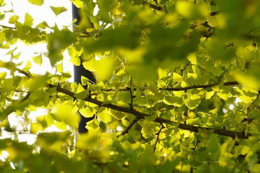 イチョウ イチョウ,葉,黄葉の写真素材
