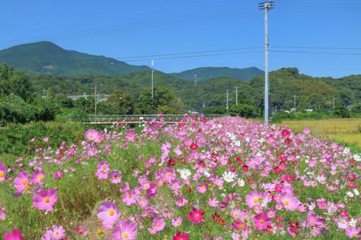コスモスの写真