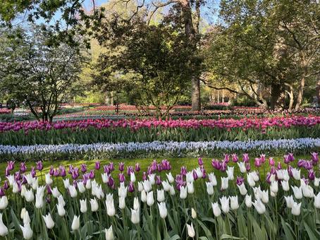 キューケンホフ公園 キューケンホフ,チューリップ,アムステルダムの写真素材
