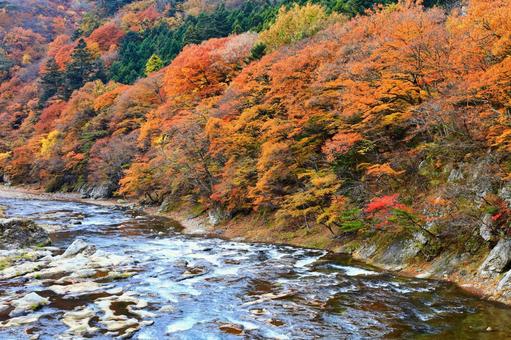 11月の河原 11月の河原 紅葉,もみじ,11月の写真素材