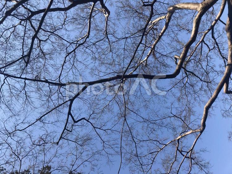 冬の枝と空 さくら,冬の木,枝の写真素材