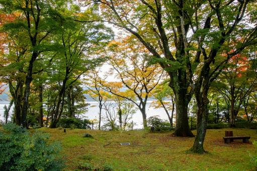 湖畔の紅葉 山中湖,秋,もみじの写真素材