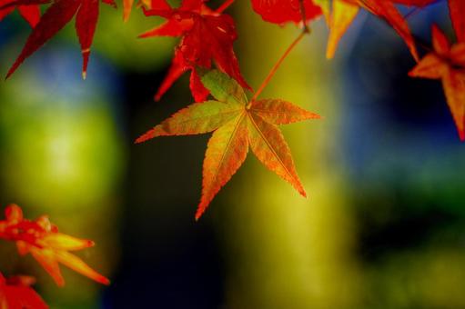 七色の紅葉（福岡　友泉亭公園） 秋,紅葉,風景の写真素材