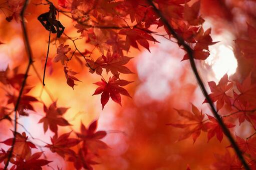紅葉 紅葉の写真