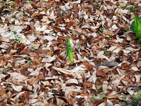 落ち葉 落ち葉,早春,三月の写真素材