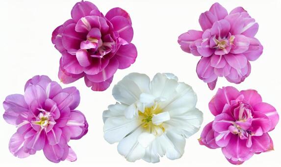 八重咲チューリップ　PSD切抜き チューリップ,八重チューリップ,パープルの写真素材