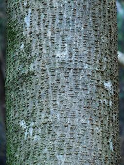 ネムノキの樹皮 ネムノキ,樹皮,幹の写真素材
