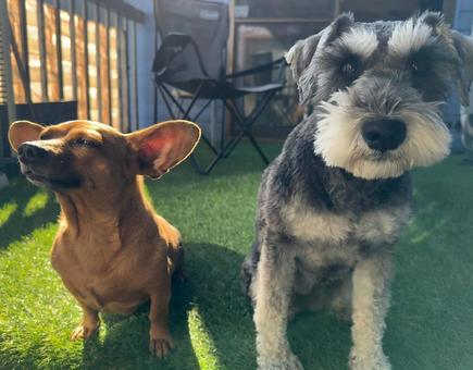 犬 犬 犬,ミニチュアシュナウザー,ミックス犬の写真素材