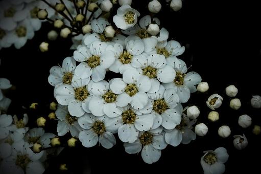 Flower Flowerの写真