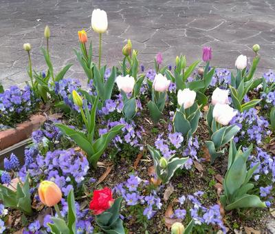 チューリップ チューリップ,花,花壇の写真素材