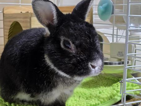 可愛らしいうさぎ うさぎ,ウサギ,草食動物の写真素材