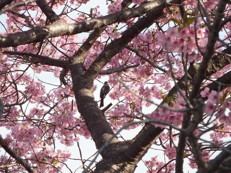 大木の河津桜とヒヨドリ ヒヨドリ,野鳥,かわいいの写真素材