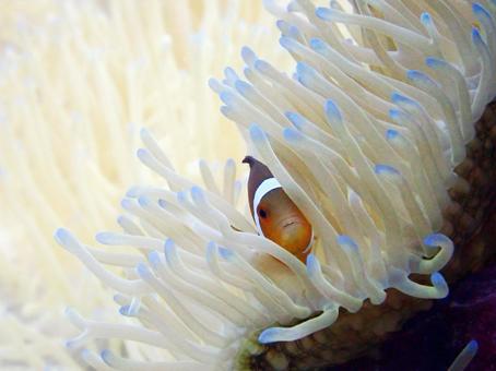 カクレクマノミ クマノミ,ダイビング,海の写真素材