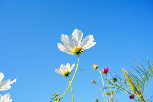 White cosmos flowers shining against the clear blue sky, JPG White cosmos flowers shining against the clear blue sky, JPG