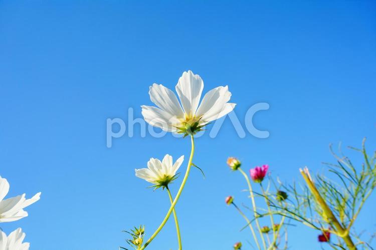 澄んだ青空に映える白いコスモスの花 白い花,コスモス,秋桜の写真素材