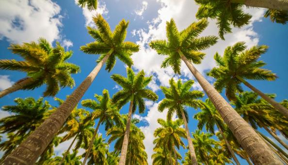 ヤシの木を見上げる　青空背景の写真