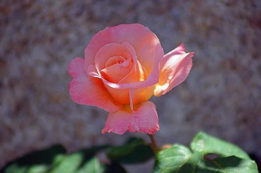 荒牧バラ園78　イーストハーブの花火 兵庫県,荒牧バラ園,初夏の写真素材