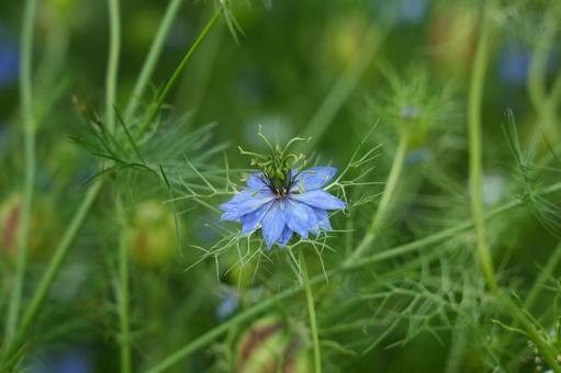 クロタネソウの花 クロタネソウの花の写真