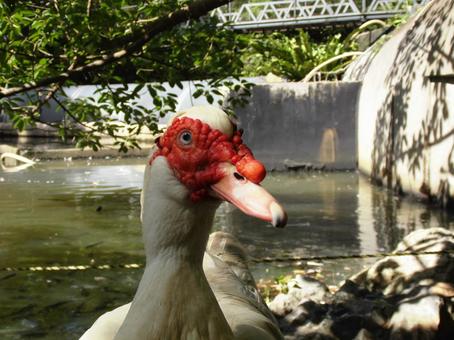 ノバリケン ノバリケンの写真