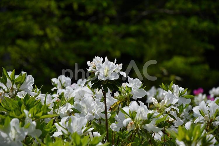 東山動植物園のつつじ かわいい,群生,つつじの写真素材