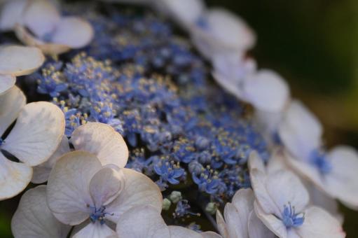紫陽花 紫陽花の写真