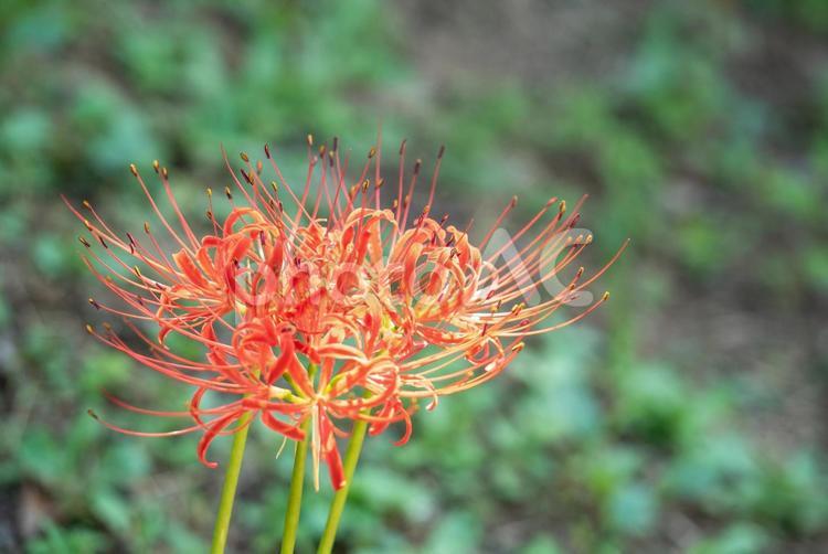 赤い彼岸花　曼珠沙華 彼岸花,曼珠沙華,ヒガンバナの写真素材