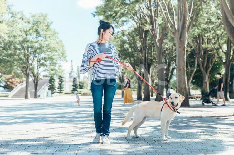 犬の散歩をする女性 犬,散歩,犬の散歩の写真素材