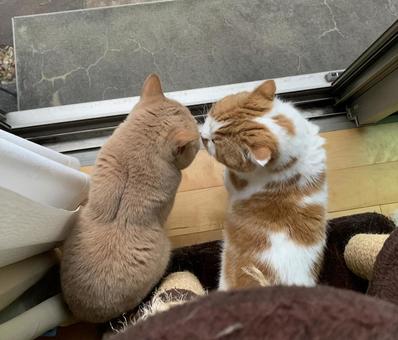 猫の挨拶 猫の挨拶 ねこ,ペット,ふわふわの写真素材
