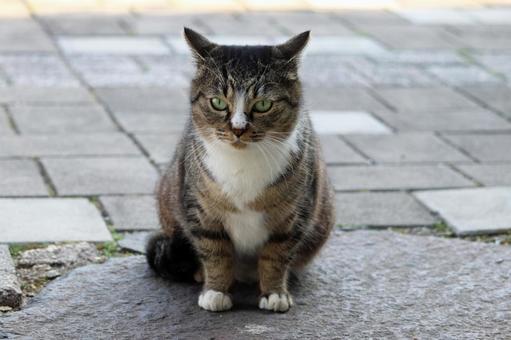 A chunky pheasant cat, JPG