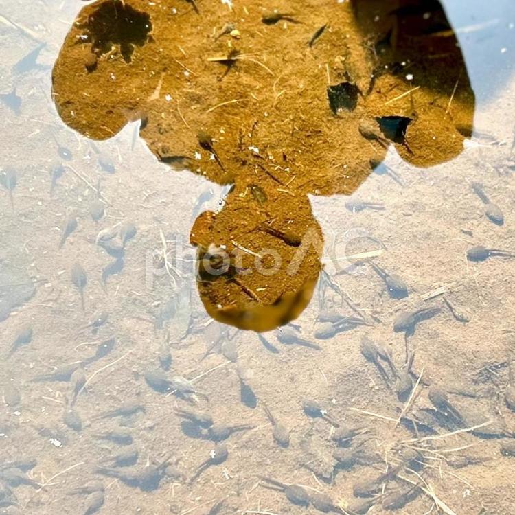 オタマジャクシを覗いている子供 オタマジャクシ,カエル,大量の写真素材